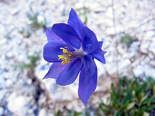 Aquilegia einseleana