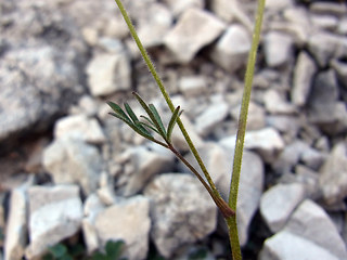 Aquilegia einseleana