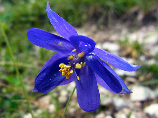 Aquilegia einseleana