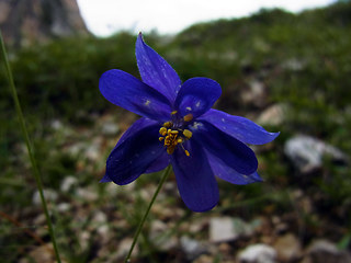 Aquilegia einseleana