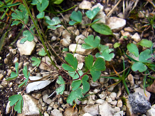 Aquilegia einseleana