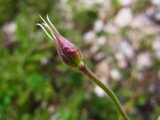 Aquilegia einseleana