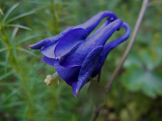 Aquilegia vulgaris