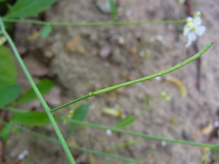 Arabidopsis arenosa