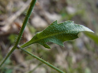 Arabidopsis arenosa