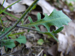 Arabidopsis arenosa