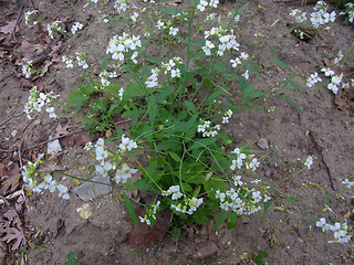 Arabidopsis arenosa