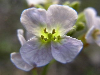 Arabidopsis arenosa