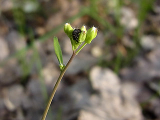 Arabidopsis arenosa