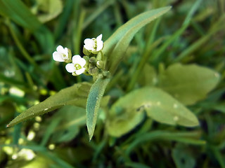 Arabidopsis thaliana