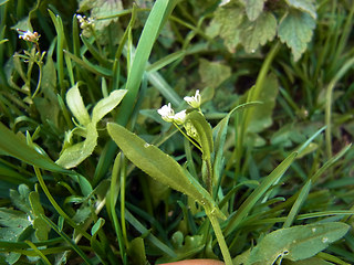 Arabidopsis thaliana