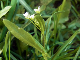 Arabidopsis thaliana