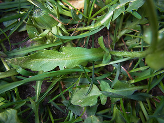 Arabidopsis thaliana