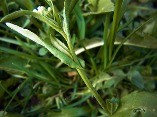 Arabidopsis thaliana