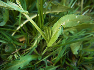 Arabidopsis thaliana