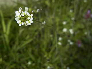 Arabidopsis thaliana