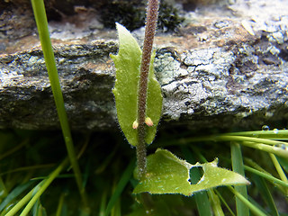 Arabis alpina