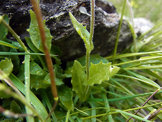 Arabis alpina