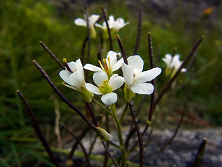 Arabis alpina