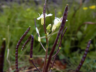 Arabis alpina