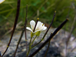 Arabis alpina