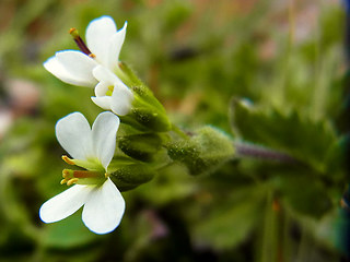 Arabis alpina