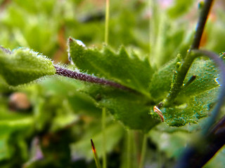 Arabis alpina