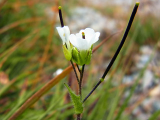 Arabis alpina