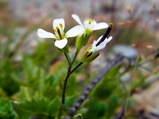 Arabis alpina