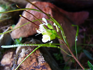 Arabis alpina