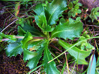 Arabis alpina