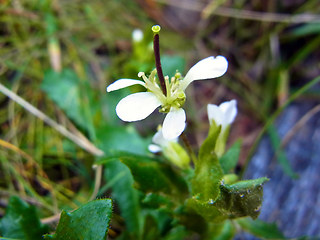 Arabis alpina