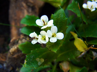 Arabis alpina