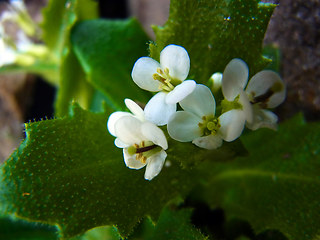 Arabis alpina