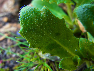 Arabis alpina