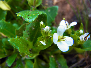 Arabis alpina