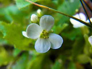 Arabis alpina