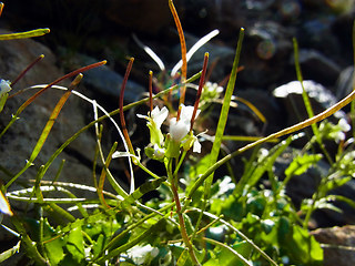 Arabis alpina