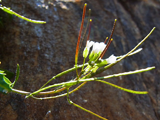 Arabis alpina