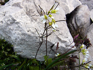 Arabis alpina