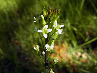 Arabis glabra