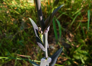 Arabis glabra