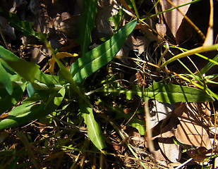 Arabis glabra