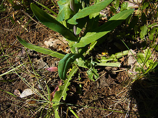 Arabis glabra