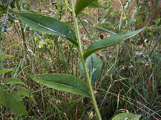 Arabis turrita