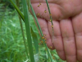 Araneus diadematus