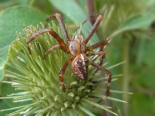 Araneus diadematus