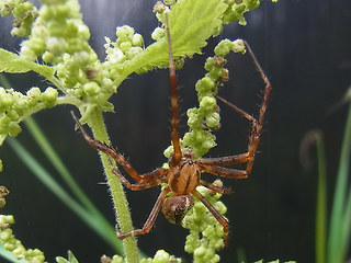 Araneus diadematus