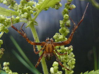 Araneus diadematus