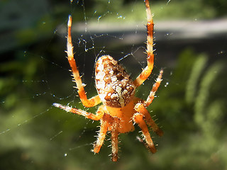 Araneus diadematus